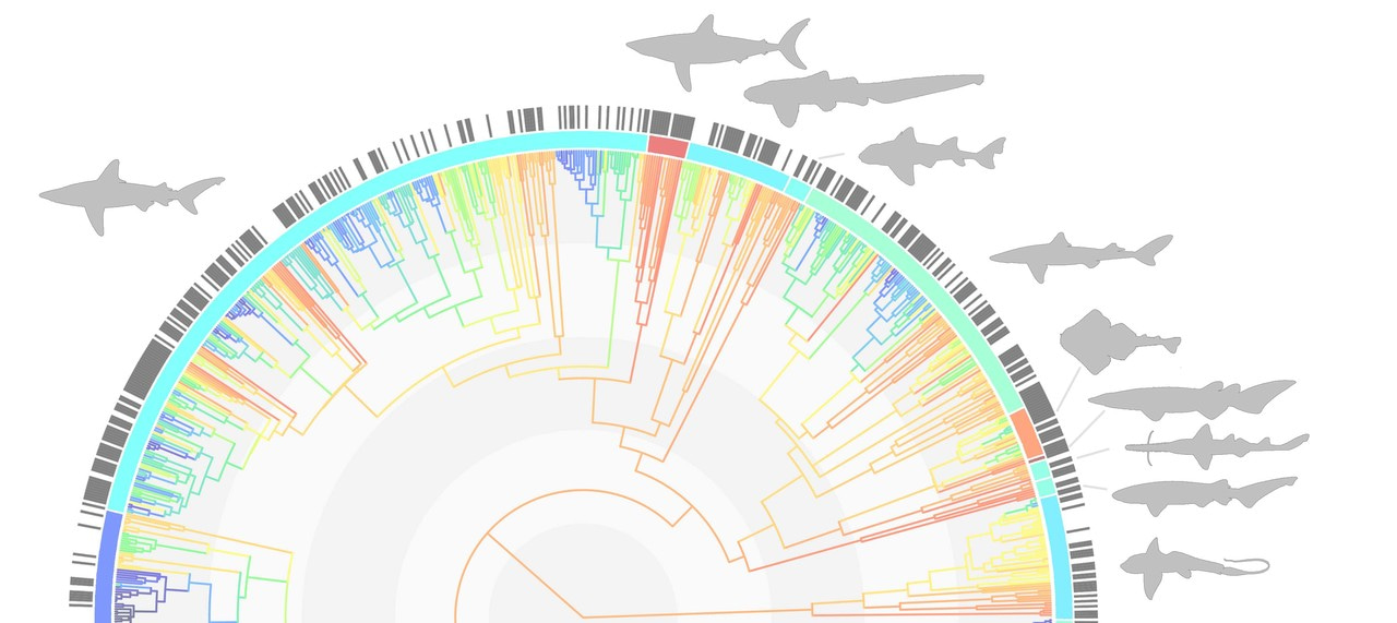 Saving sharks with trees